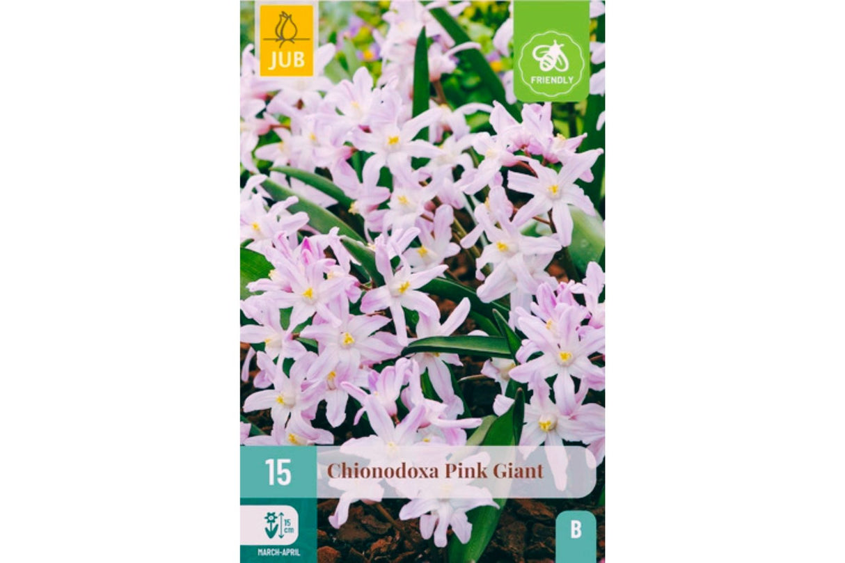 Chionodoxa ‘Pink Giant’ – Rosa snøstjerne med tidlig vårblomstring (15 blomsterløk)