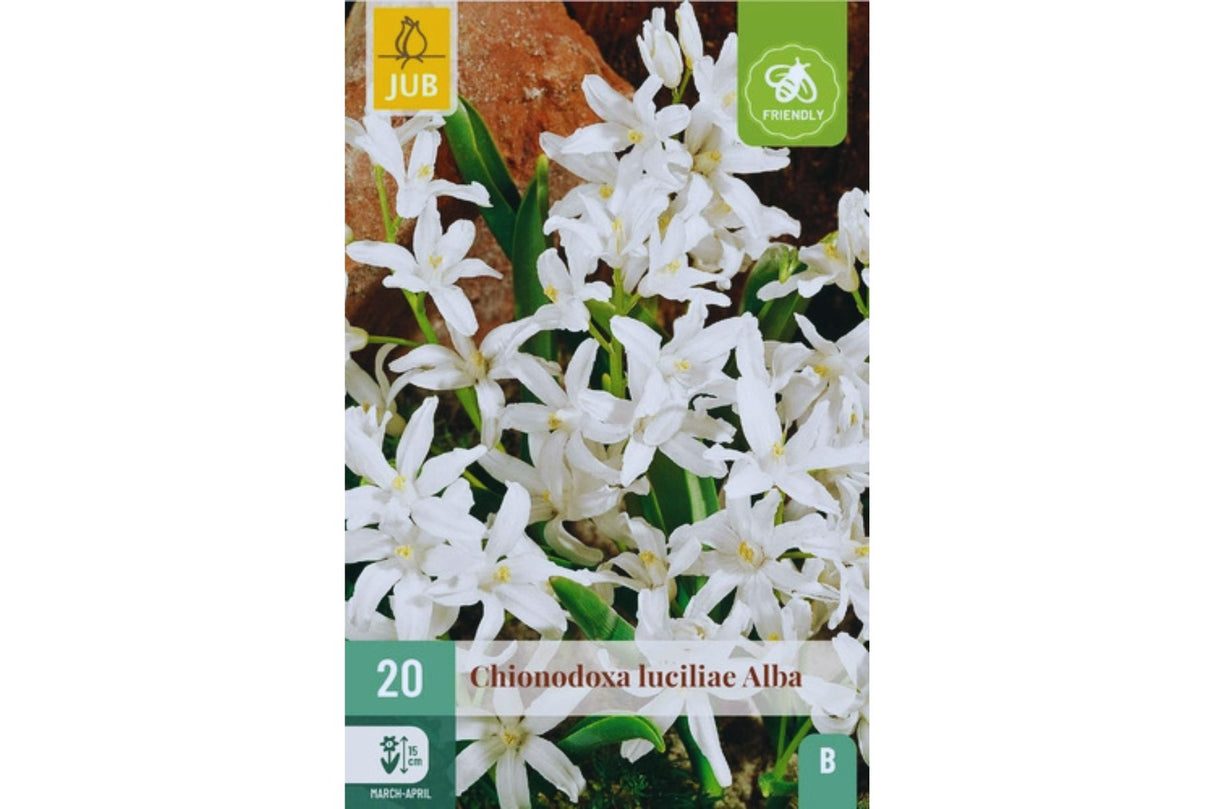 Chionodoxa luciliae alba – Hvit snøstjerne med tidlig blomstring (20 blomsterløk)