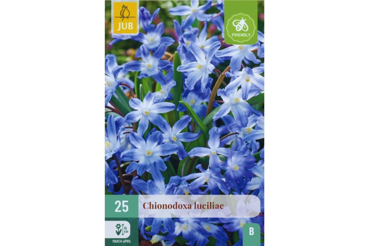 Chionodoxa luciliae gigantea – Snøstjerne med store blå blomster (25 blomsterløk)