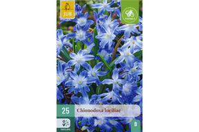 Blå Chionodoxa luciliae Gigantea snøstjerne med store blomster tidlig vår