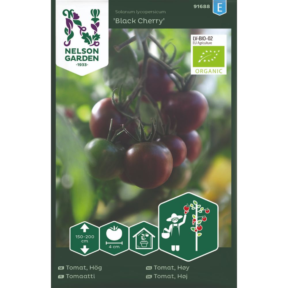 Modne ‘Black Cherry’-tomater brukt i fargerik tomatsalat.