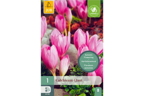 Stor, høstblomstrende Colchicum autumnale 'The Giant’ med tidløs skjønnhet.