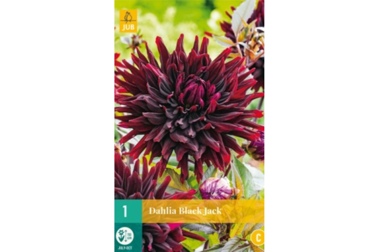 Dahlia ‘Black Jack’ | 1 georgineknoll