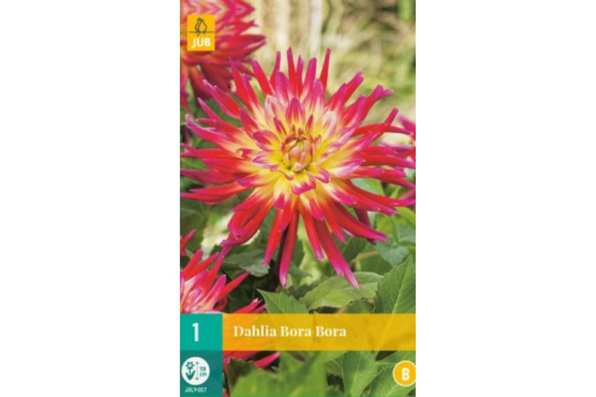 Dahlia ‘Bora Bora’ | 1 georgineknoll