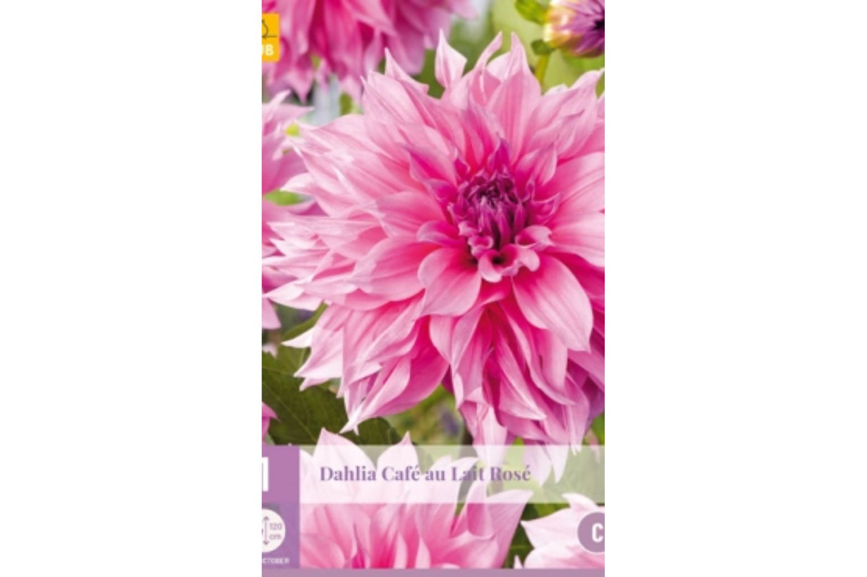 Dahlia ‘Café au Lait Rosé’ | 1 georgineknoll