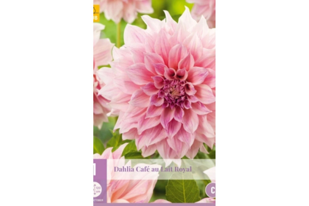 Dahlia ‘Café Au Lait Royal’ | 1 georgineknoll