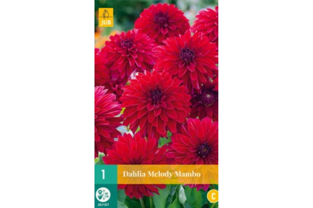 Dahlia ‘Melody Mambo’ | 1 georgineknoll