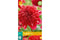 Blomsterløk, knoller og barrotsstauder
