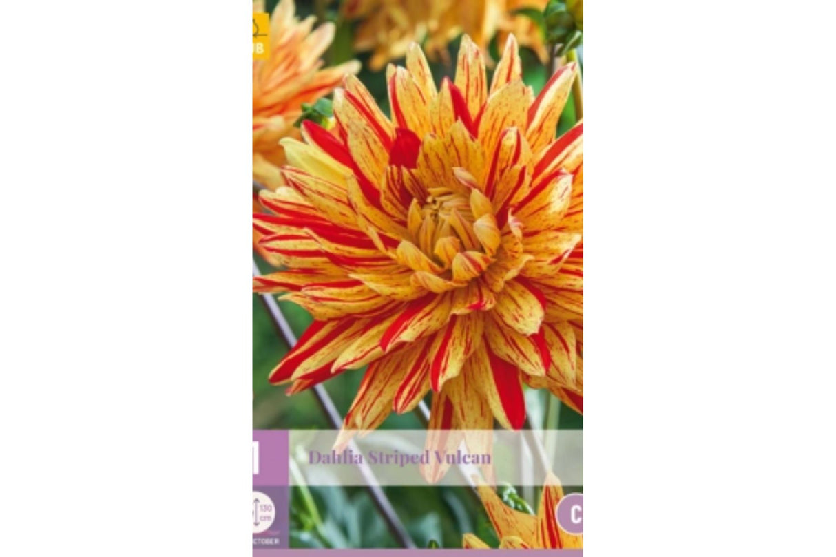 Dahlia ‘Striped Vulcan’ | 1 georgineknoll