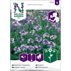 Dagfiol med fiolette blomster i hage