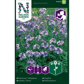 Dagfiol med fiolette blomster i hage