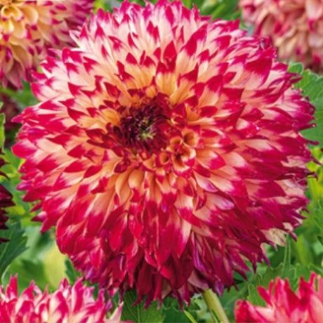 Dahlia ‘Aiyana’ med frynsete rosa blomster i full blomst.