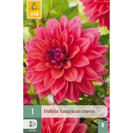 Dahlia ‘American Dawn’ med store blomster i aprikos og lavendel.