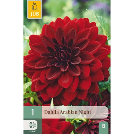 Dahlia ‘Arabian Night’ med dype burgunder-røde, nesten svarte blomster.