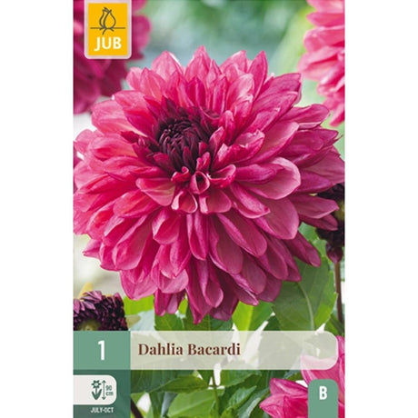 Dahlia ‘Bacardi’ med blomster i bringebær og plomme.