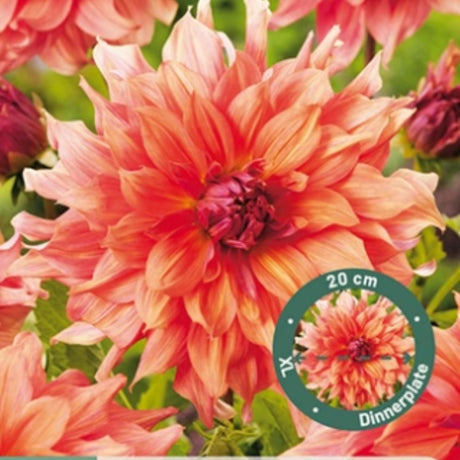 Dahlia ‘Belle of Barmera’ med svært store blomster i aprikos og korall.