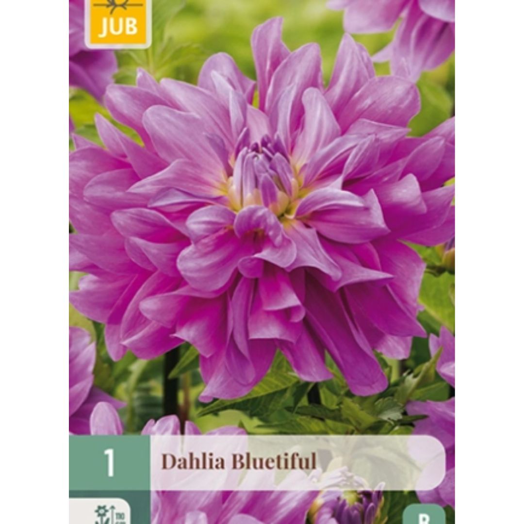 Dahlia ‘Bluetiful’ med myke lavendellilla blomster.