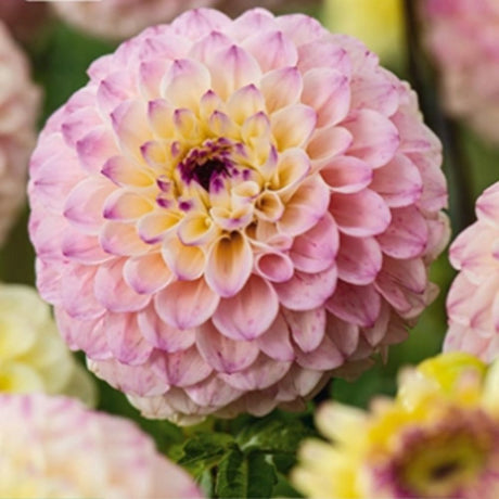 Dahlia ‘Bolt’ med pastellgule og limefargede blomster i bed.