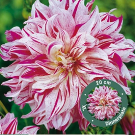 Dahlia ‘Bristol Stripe’ med store kremhvite blomster med magentastriper