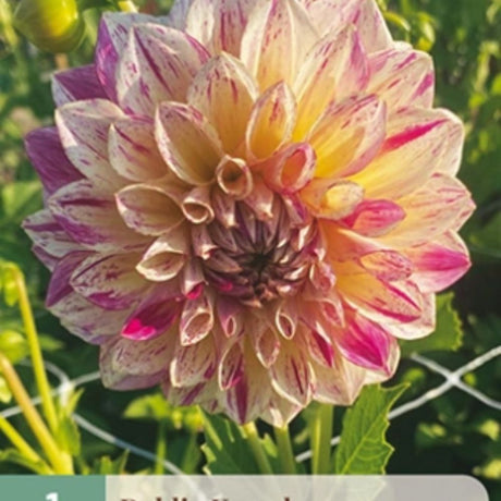 Dahlia ‘Chameleon’ med store blomster i aprikos- og rosatoner.