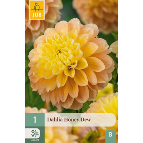 Dahlia ‘Honey Dew’ med dekorative blomster i aprikos og lyst sitrongult.
