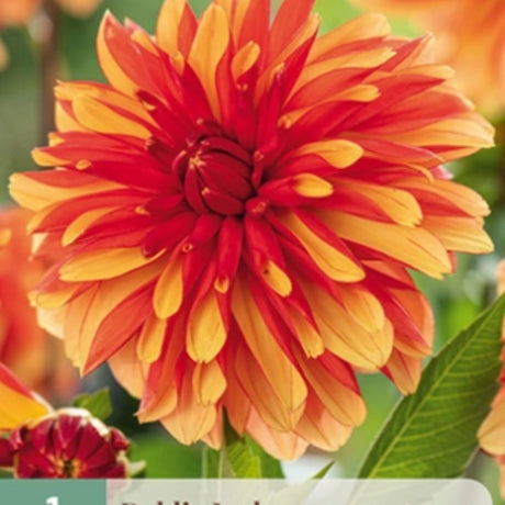 Dahlia ‘Japlou’ med store blomster i gult og oransje.