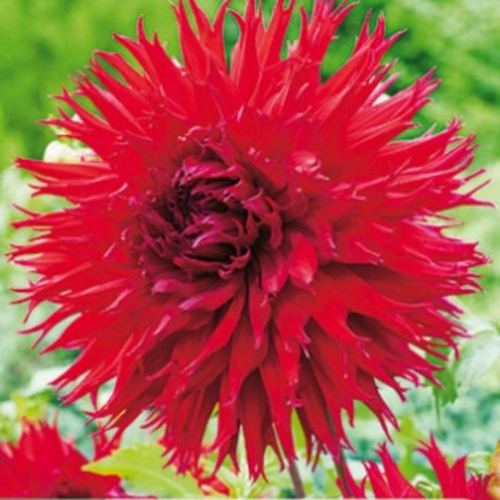 Dahlia ‘Jaxon’ med frynsete, glødende røde blomster.