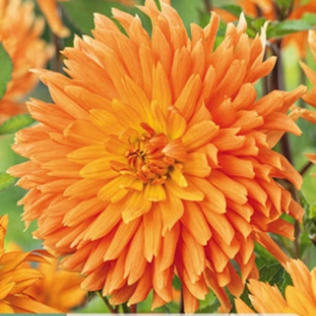 Dahlia ‘Ludwig Helfert’ med jevne blomster i korall- og aprikostoner.