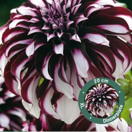 Dahlia ‘Tartan’ med burgunderrøde blomster og hvite kanter.