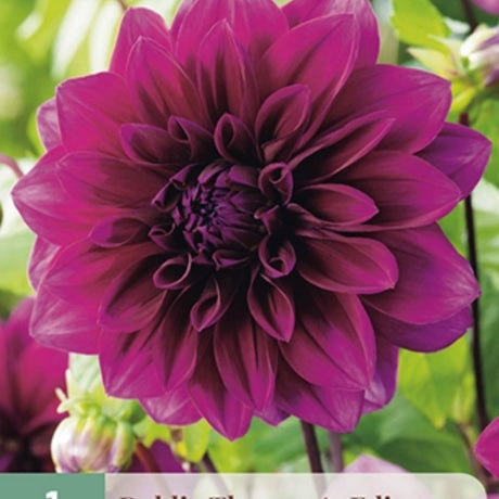 Dahlia ‘Thomas A. Edison’ med store blomster i dyp purpurfiolett.