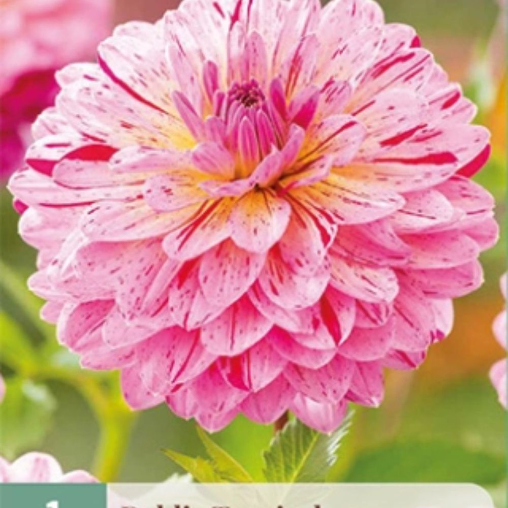 Dahlia ‘Tropical’ med store blomster i rosa, fersken og gylne nyanser.