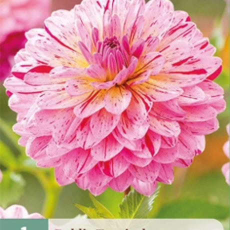 Dahlia ‘Tropical’ med store blomster i rosa, fersken og gylne nyanser.