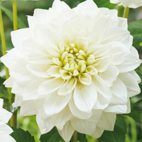 Dahlia ‘White Perfection’ med store snøhvite dinner-plate blomster.