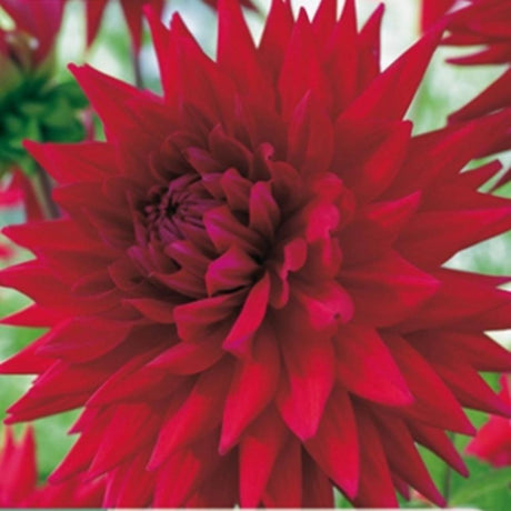 Dahlia ‘Wittemans Best’ med store flammende røde semi-kaktusblomster.