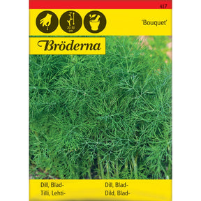 Dill Bouquet plante med grønne aromatiske blader i kjøkkenhage