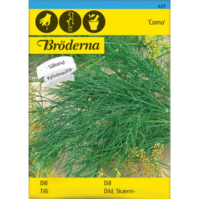 Dill Como med store blomsterskjermer dyrket i kjøkkenhage