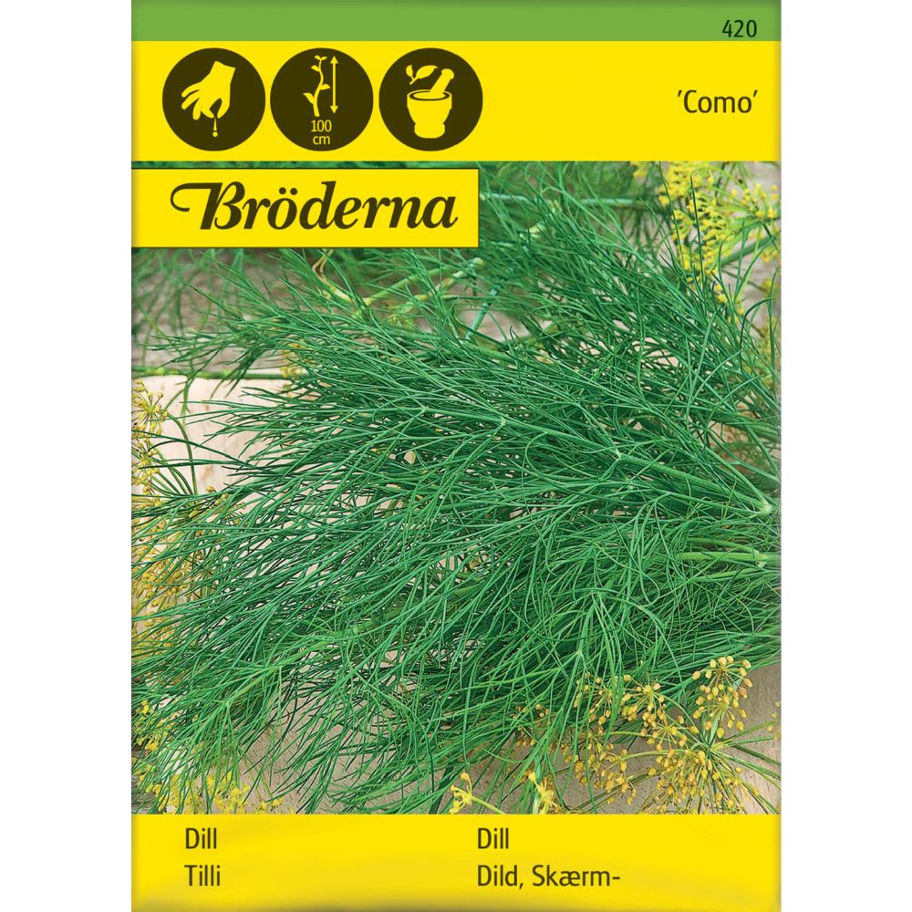 Dill Como med store blomsterskjermer i kjøkkenhage