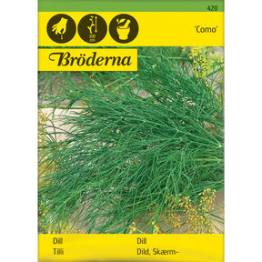 Dill Como med store blomsterskjermer i kjøkkenhage
