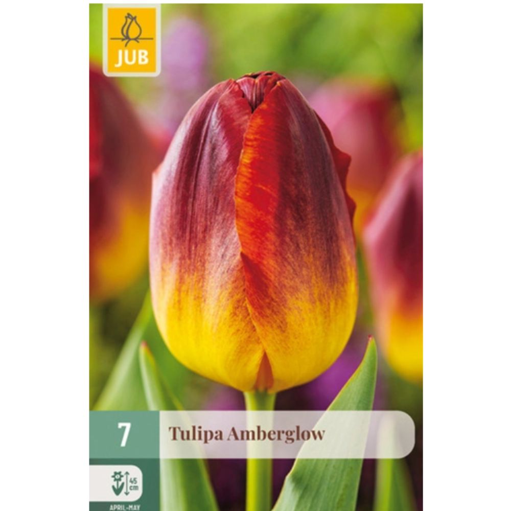 Tulipan ‘Amberglow’ med vakre blomster i varme røde og gule nyanser