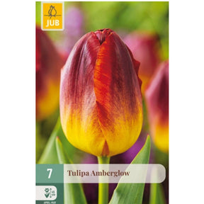 Tulipan ‘Amberglow’ med vakre blomster i varme røde og gule nyanser