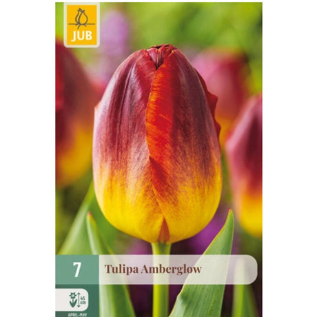 Tulipan ‘Amberglow’ med vakre blomster i varme røde og gule nyanser