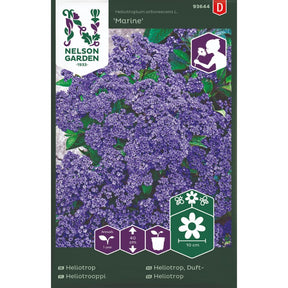 Dufteheliotrop med fiolettblå blomsterskjermer
