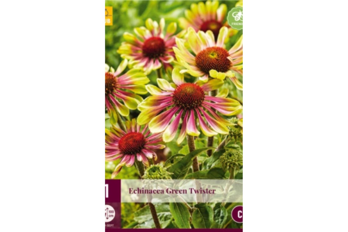 Solhatt (Echinacea) ‘Green Twister’ | 1 barrotsstaude