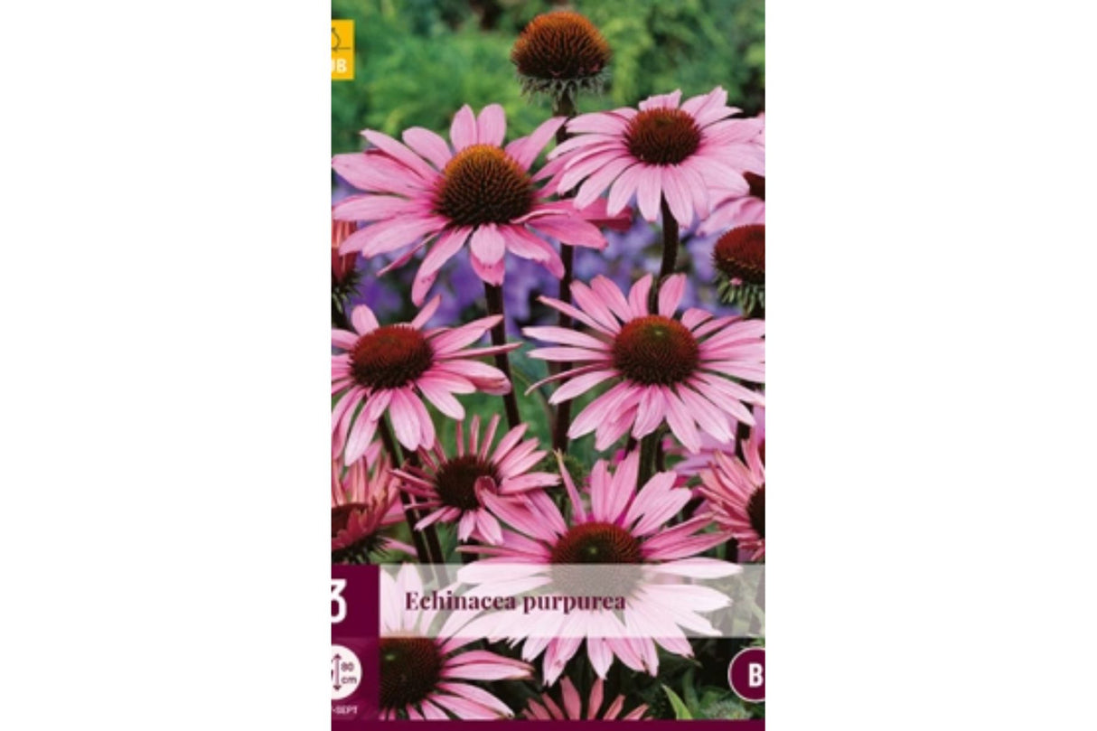 Solhatt rød (Echinacea purpurea) | 3 barrotsstauder