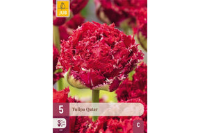 Pakke med Qatar tulipanløk i dyp mørkerød frynset blomsterform.
