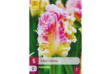 Eksklusive Tulipaner ‘Cabanna’ – Fargerik papegøyetulipan (5 blomsterløk)