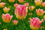 Eksklusive Tulipaner ‘Cabanna’ – Fargerik papegøyetulipan (5 blomsterløk)