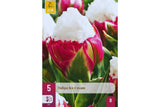 Eksklusive Tulipaner ‘Ice Cream’ – Unik dobbel tulipan med hvit topp (5 blomsterløk)