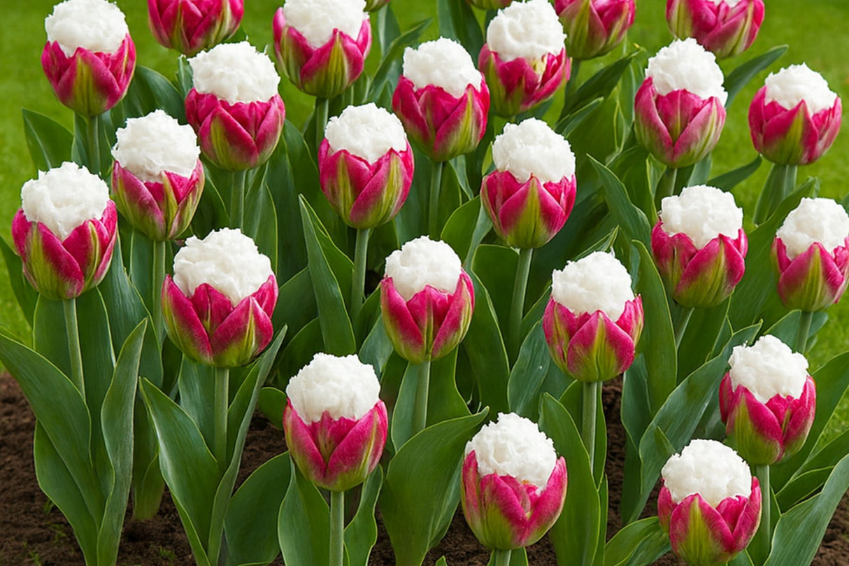 Eksklusive Tulipaner ‘Ice Cream’ – Unik dobbel tulipan med hvit topp (5 blomsterløk)