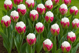 Eksklusive Tulipaner ‘Ice Cream’ – Unik dobbel tulipan med hvit topp (5 blomsterløk)